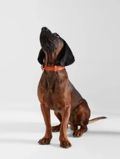 Collar perro SILBONxLADRANGAUCHO cuero