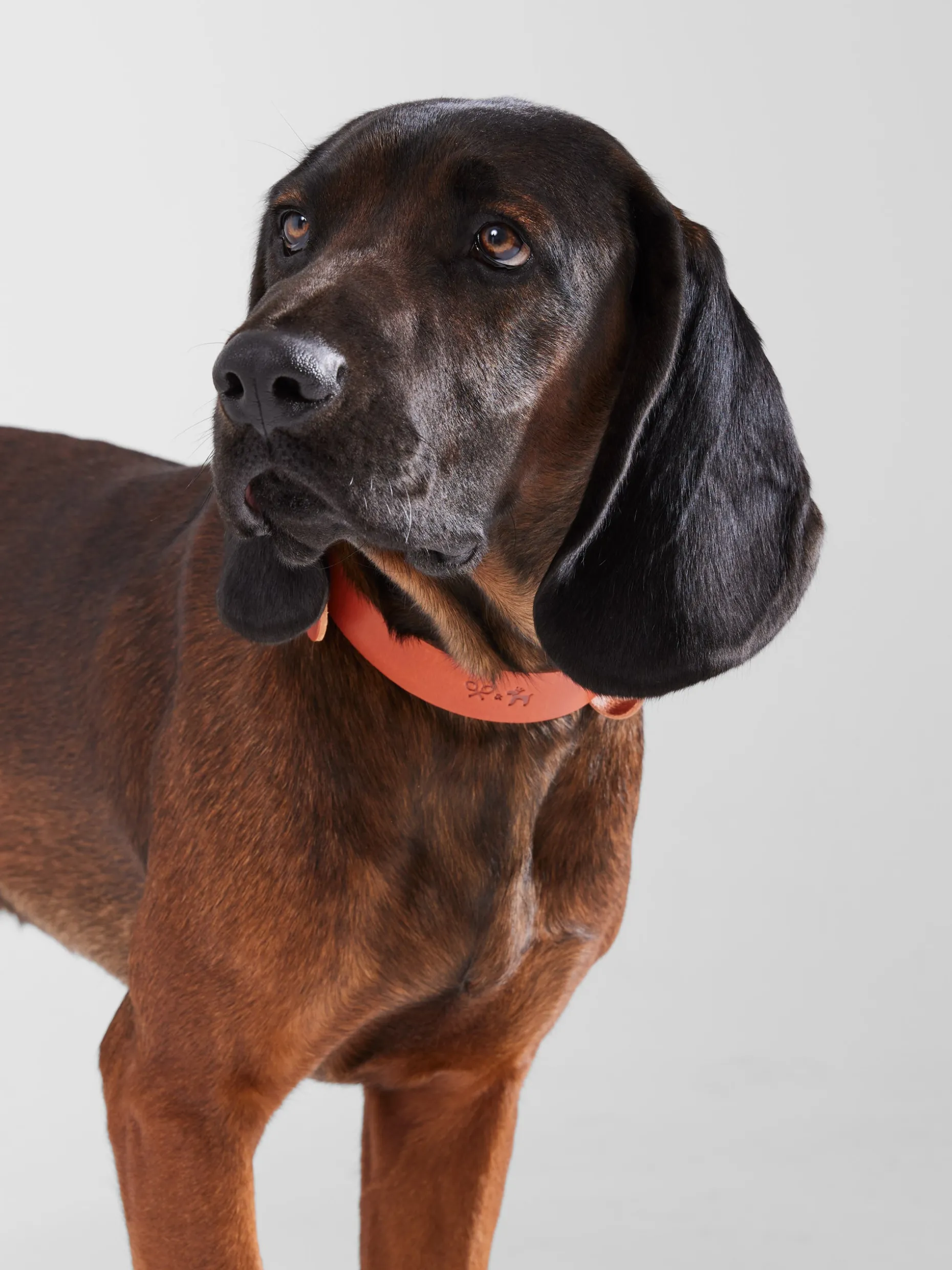 Collar perro SILBONxLADRANGAUCHO cuero