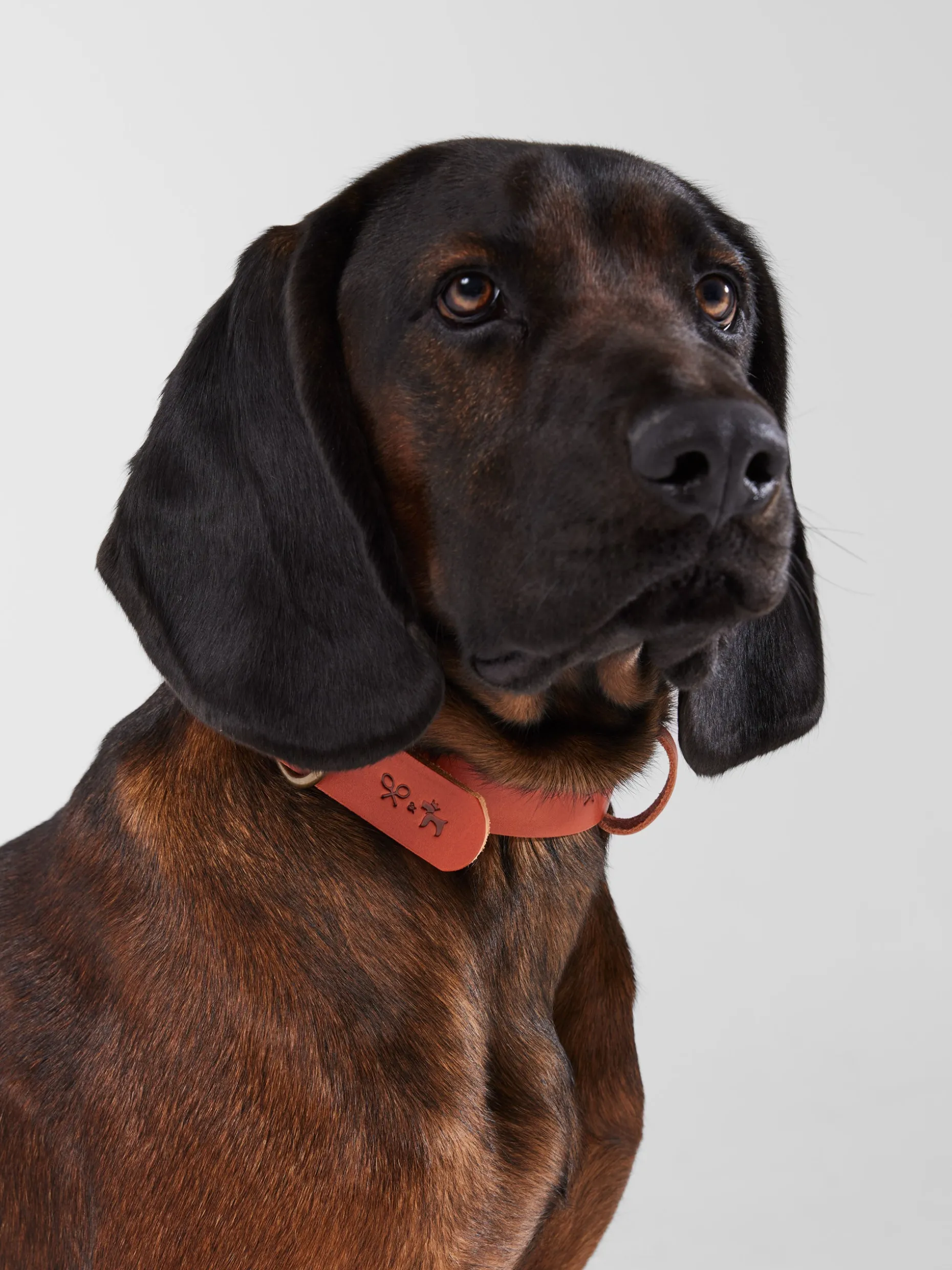 Collar perro SILBONxLADRANGAUCHO cuero