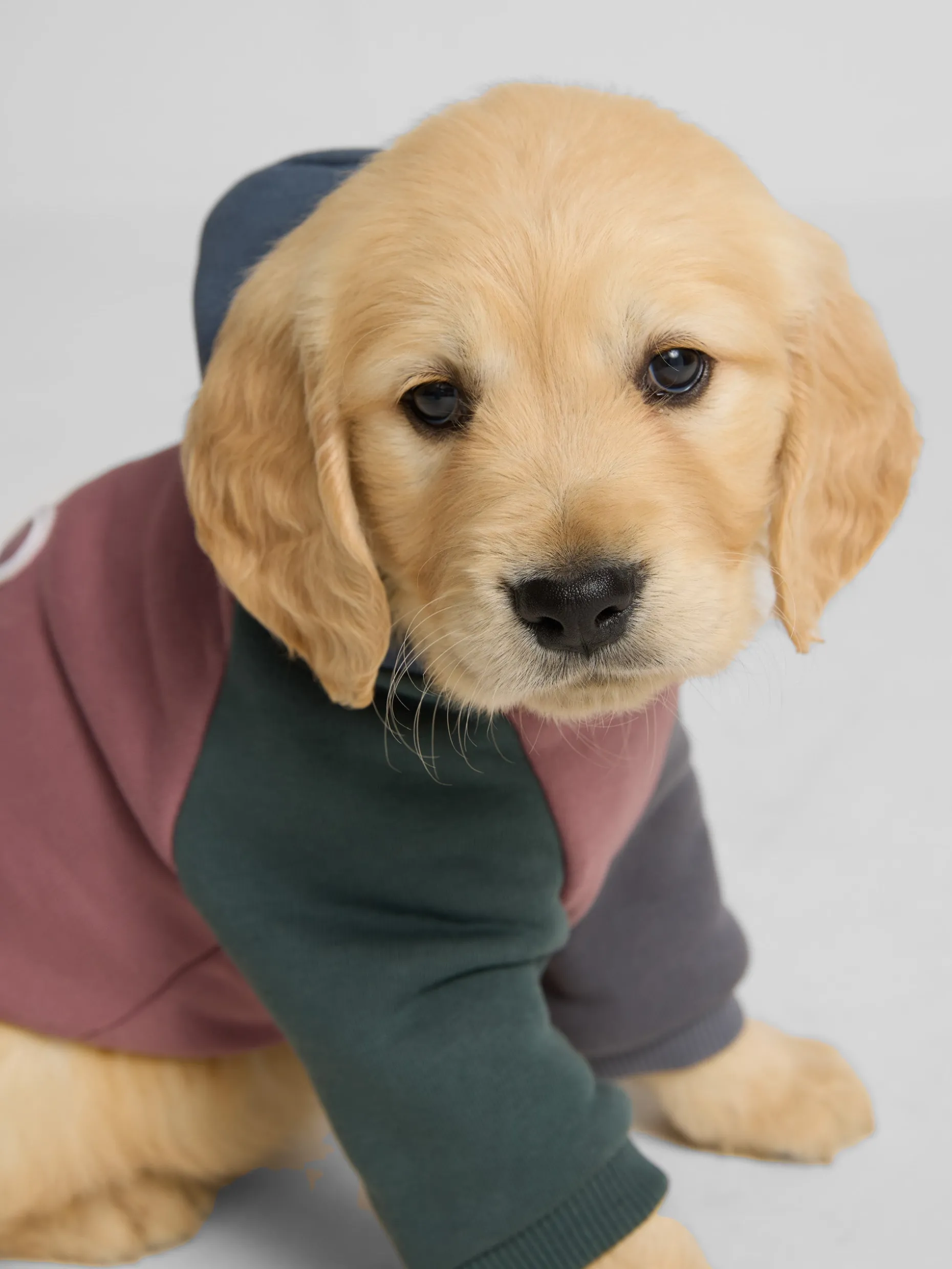 Sudadera mascotas hoodie multicolor burdeos
