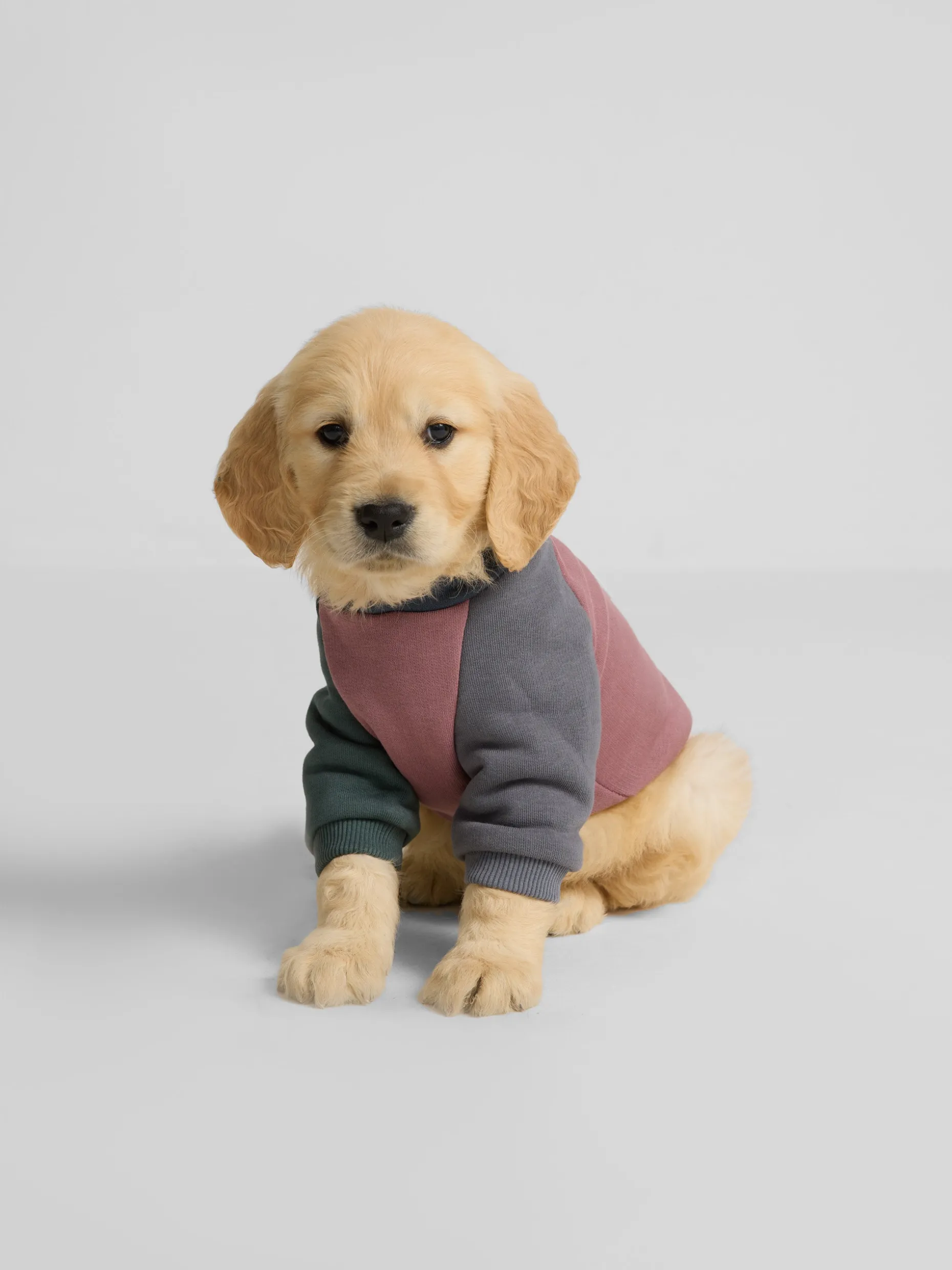 Sudadera mascotas hoodie multicolor burdeos