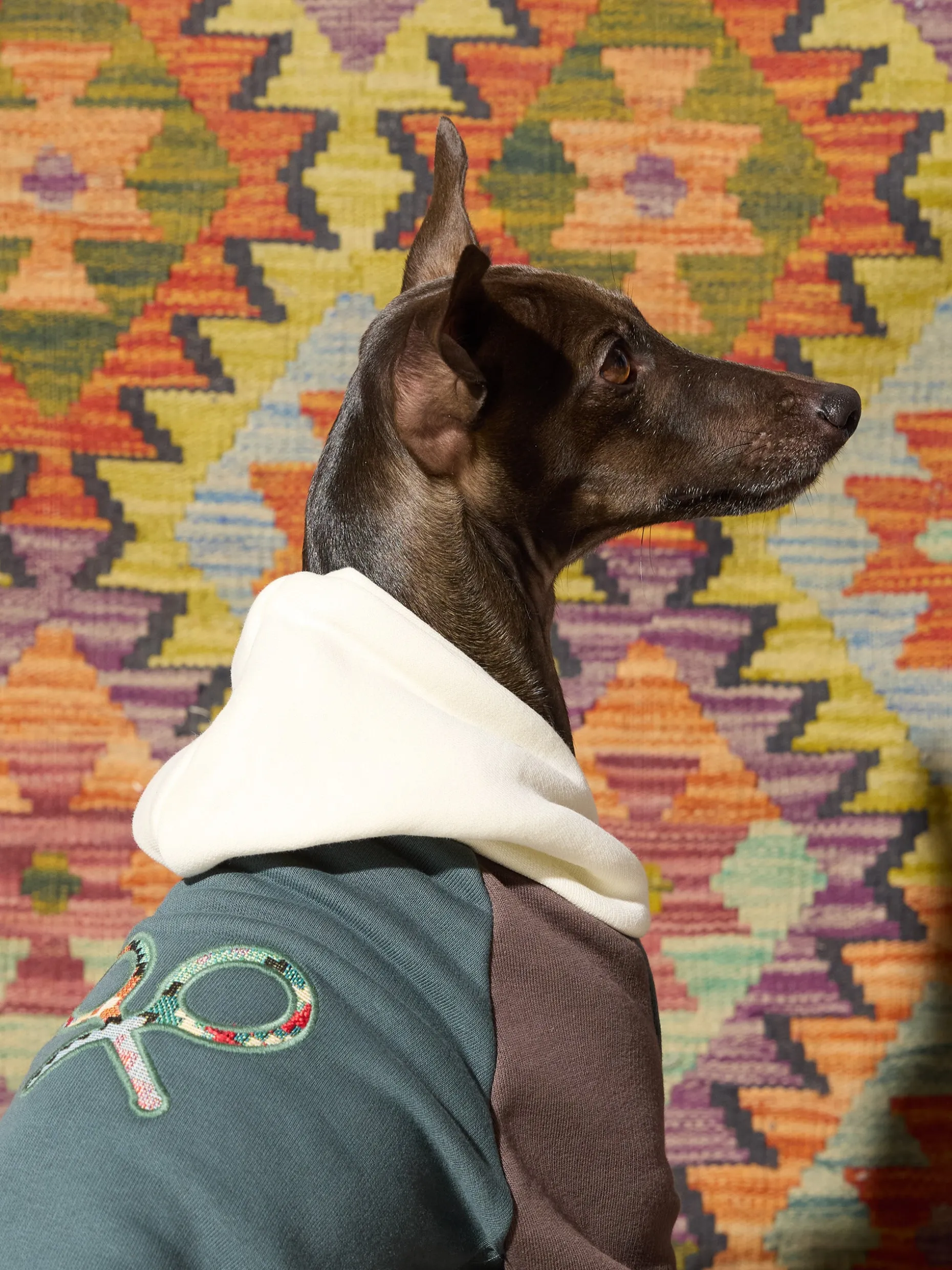 Sudadera mascotas hoodie multicolor verde